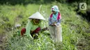 Kabupaten Brebes sebagai sentra penghasil bawang merah terbesar di Indonesia harus bisa memberikan manfaat sebesar-besarnya. Tidak hanya bagi petani bawang merah, tapi juga kepada masyarakat dan daerah lain di Indonesia. (Liputan6.com/Faizal Fanani)