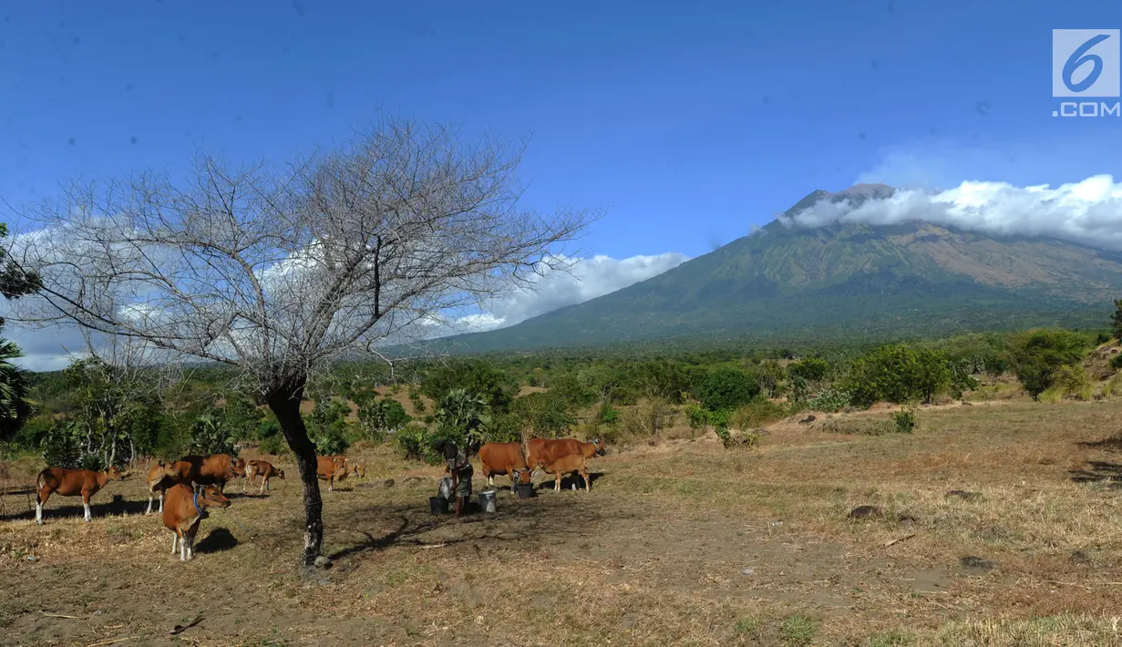 Suasana saat petani memberi pakan ternak sapi-sapi peliharaannya di kaki Gunung Agung, Tulamben, Bali (30/6). Sebelumnya, Gunung Agung mengalami erupsi pada Kamis, 27 Juni 2018. (Merdeka.com/Arie Basuki)