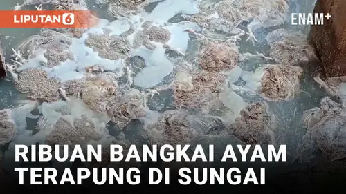 VIDEO: Ribuan Bangkai Ayam Terapung di Sungai di Musi Rawas Sumsel