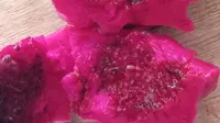Buah di Menu MBG Ditemukan Busuk dan Berulat, Orangtua Murid Protes