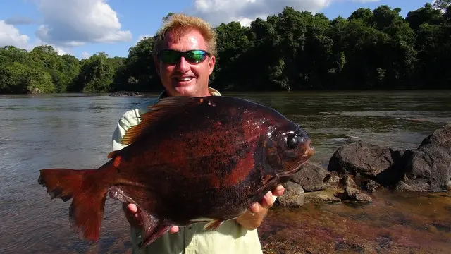 Ilustrasi pacu