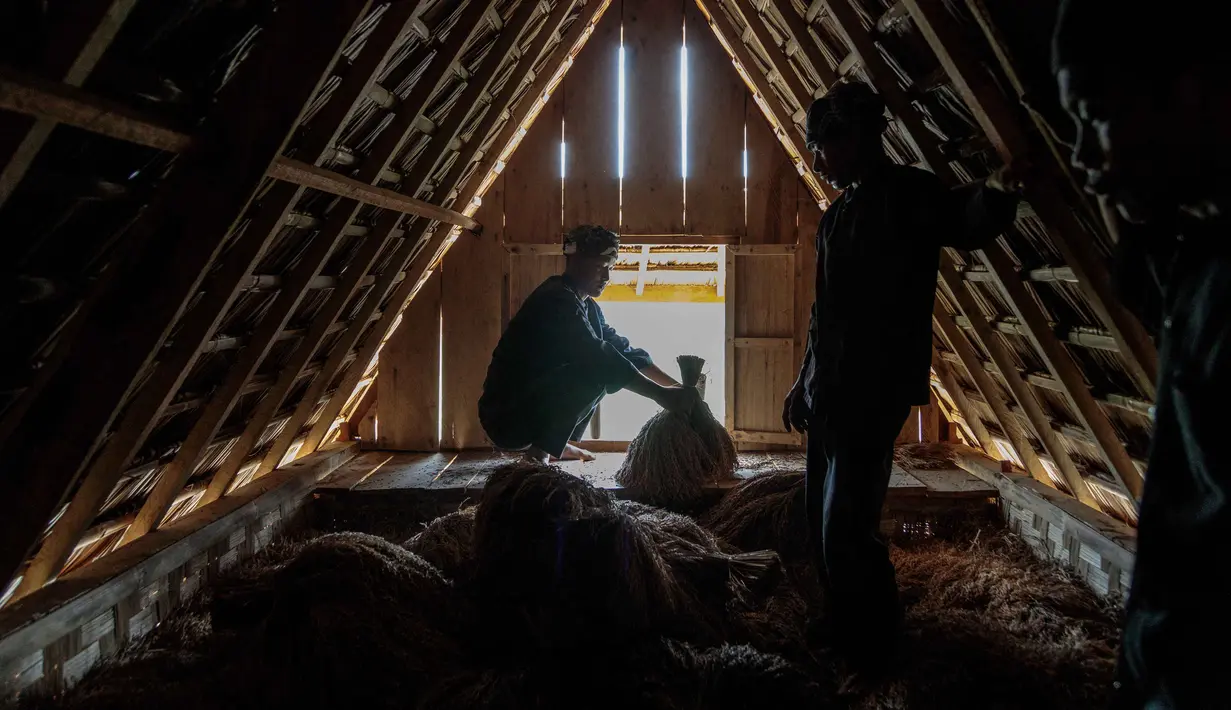Untuk itu, masyarakat adat Gelar Alam menyerahkan padi ke lumbung adat (leuit) dan memohon berkah untuk tahun berikutnya. (Aditya AJI/AFP)