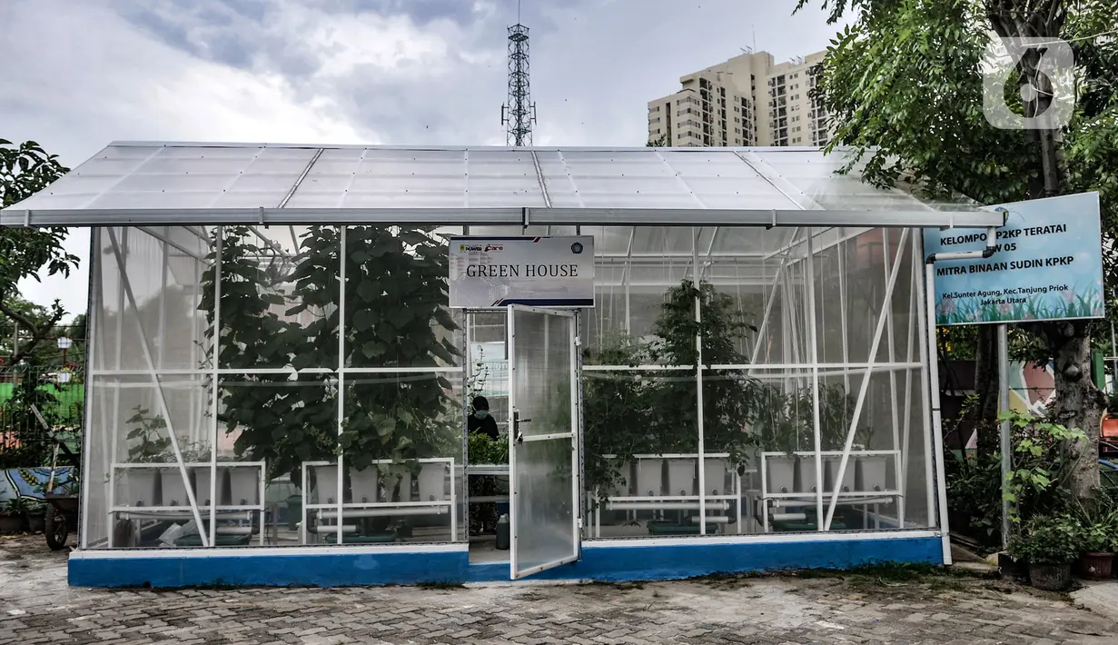 Suasana Rumah Kaca Green House di Sunter Muara, Jakarta, Minggu (13/12/2020). Berbekal kesadaran lingkungan, anggota KWT Teratai menyulap lahan kosong yang sebelumnya tempat pembuangan sampah warga itu menjadi rumah kaca Green House. (merdeka.com/qbal S. Nugroho)