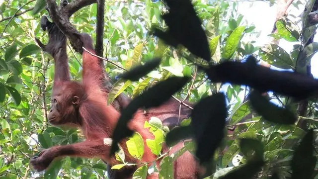 Perjuangan Melihat Eksotisme Orang Utan di Habitat Aslinya
