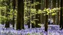 Pasangan berjalan di antara bunga bluebell yang bermekaran di hutan Hallerbos, Belgia, Kamis (19/4). Setiap tahunnya pada pertengahan April dan sepanjang Mei, hutan ini berubah menjadi biru keunguan, seperti di dunia dongeng. (AP/Geert Vanden Wijngaert)