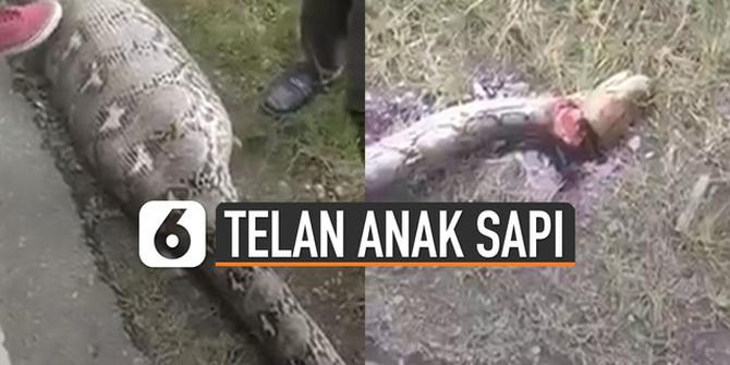 VIDEO: Viral Ular Piton Telan Anak Sapi