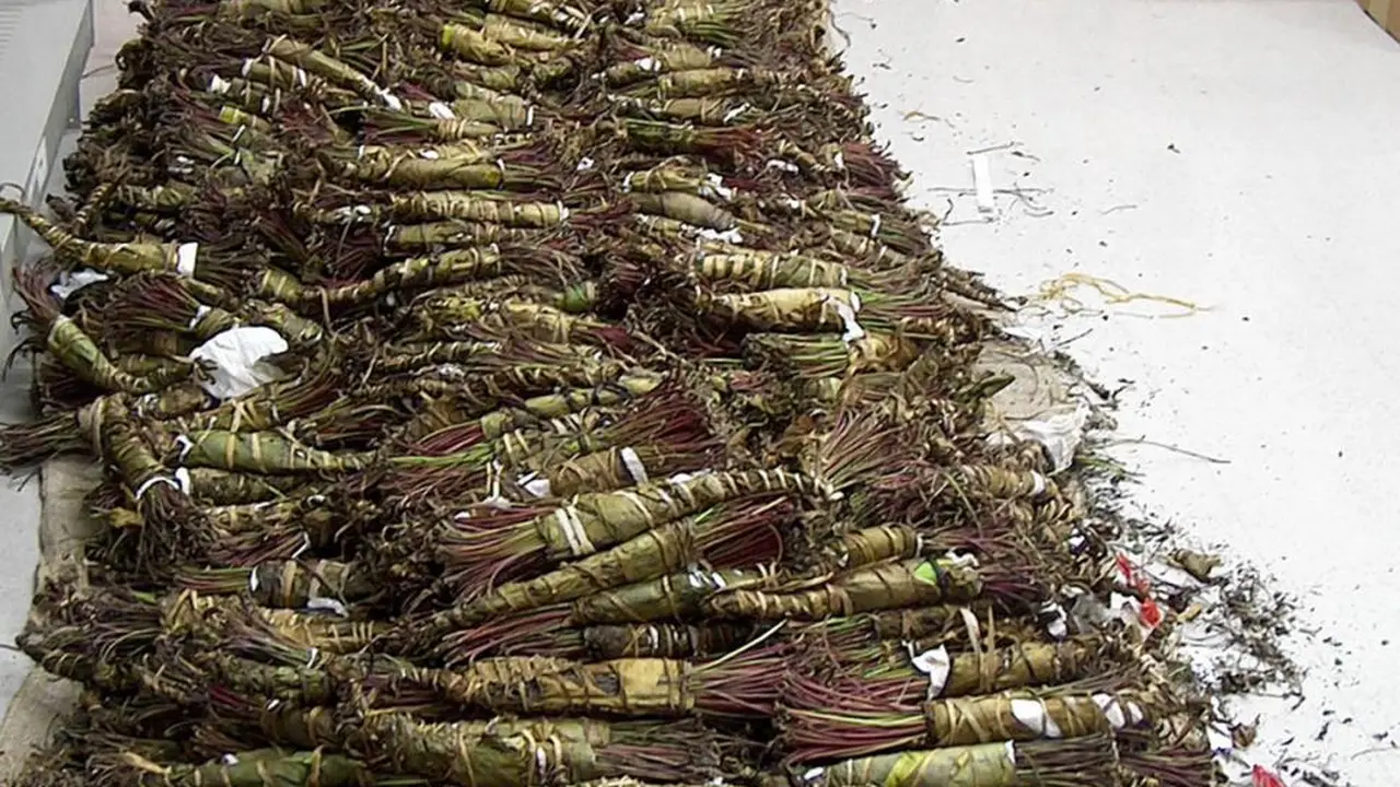 Khat di New York