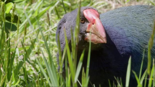 Burung Takahē