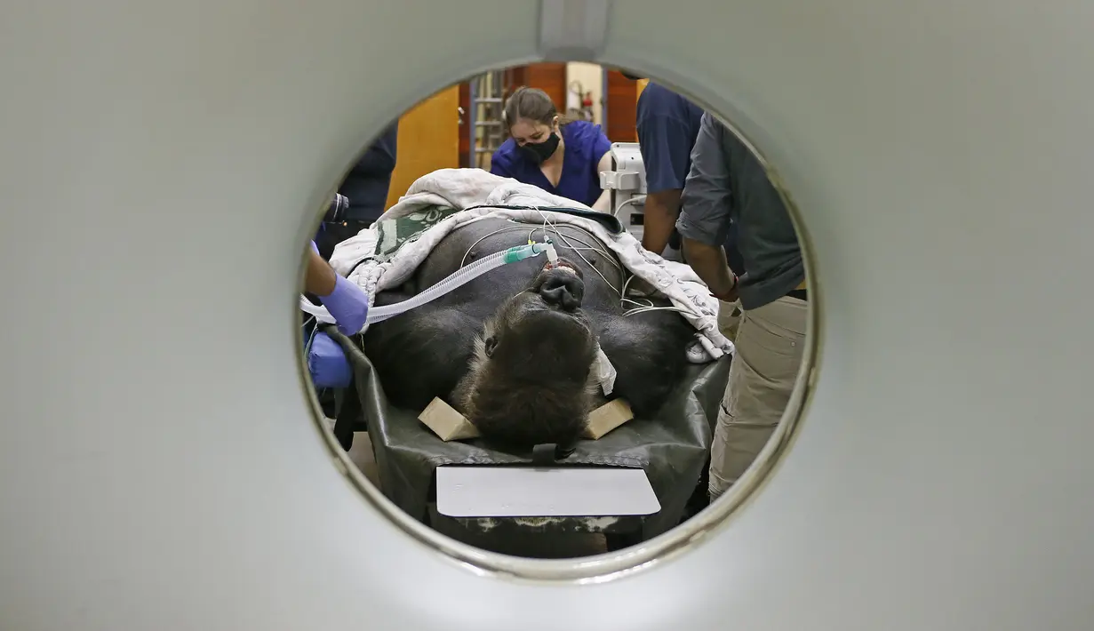 Spesialis dari University of Pretoria's Onderstepoort Veterinary Academy menyiapkan Makokou untuk menjalani CT scan di Veterinary Academy Hospital, Pretoria, Afrika Selatan, Sabtu (6/6/2020). Gorila berumur 35 tahun tersebut menjalani CT scan karena memiliki polip di hidungnya. (Phill Magakoe/AFP)