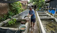 10 Cara Mengatur Indukan Lele agar Bisa Menghasilkan Bibit Baru Secara Rutin Setiap Tiga Bulan