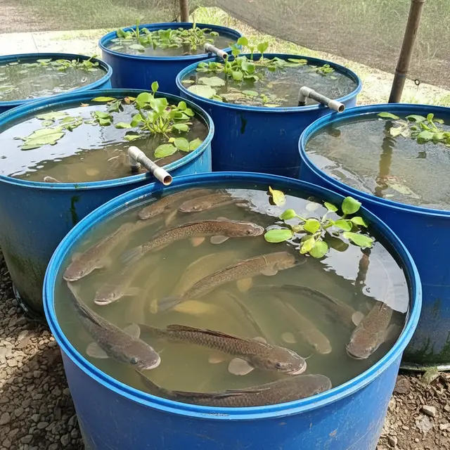 Ikan yang Cocok Dibudidayakan di Drum Bekas (Foto: Gemini AI)