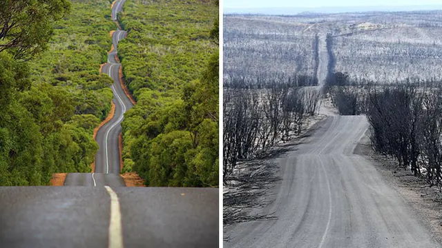 kebakaran hutan australia