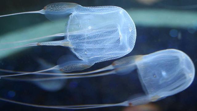 [Bintang] Ubur-ubur kotak