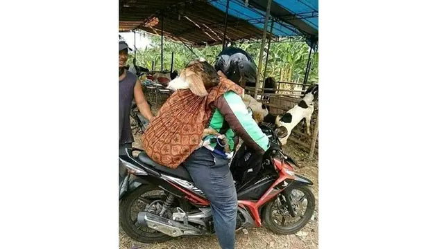 6 Momen Ojol Bawa Hewan Kurban Ini Bikin Geleng Kepala