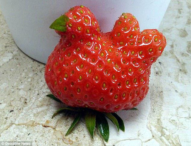 Buah strawberry berbentuk persis seperti seekor ayam | Photo: Copyright dailymail.co.uk