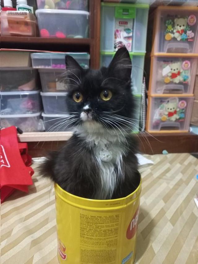 10 Potret Kucing Memaksa Masuk Kardus Ini Bikin Gemas, Enggak Sadar Ukuran