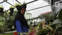 Pedagang menata tanaman hias yang dijual di Juanda, Depok, Jawa Barat, Senin (6/7/2020). Meningkatnya penjualan karena meningkatnya minat masyarakat untuk bercocok tanam saat mengisi waktu di rumah selama masa pandemi COVID-19.  (Liputan6.com/Herman Zakharia)