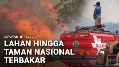 Sudah sekitar empat bulan, Kalimantan dan Sumatra masih merah. Kebakaran hutan dan lahan mencapai 21 ribu hektare per pekan lalu. Menurut Badan Nasional Penanggulangan Bencana, korban berjatuhan mencari nafkah juga tak seperti dulu lagi.