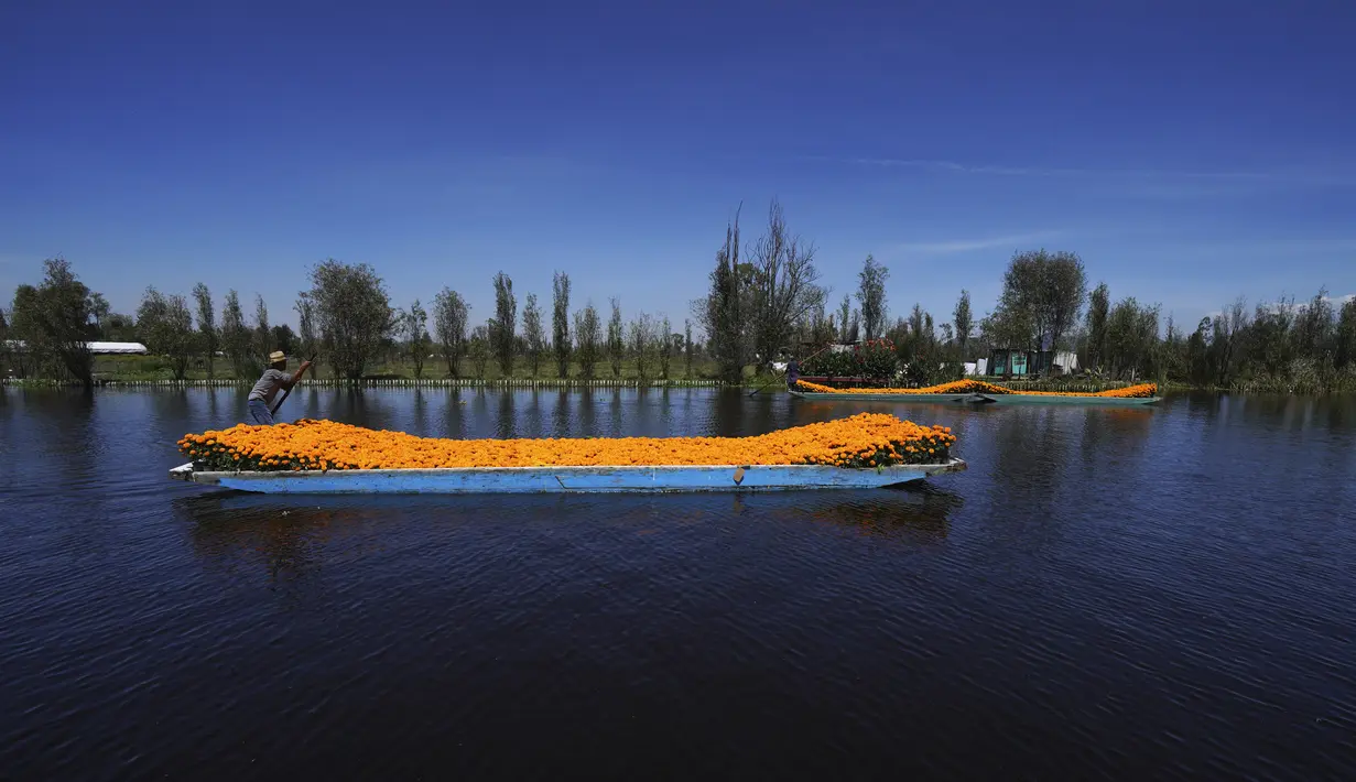 Pekerja mengangkut Marigold dengan perahu melalui Kanal Xochimilco di pinggiran Mexico City, Meksiko, 13 Oktober 2021. Di Meksiko, Marigold juga dikenal sebagai cempasúchil atau bunga kematian dan digunakan pada perayaan Day of the Dead atau Hari Kematian setiap 2 November. (AP Photo/Marco Ugarte)