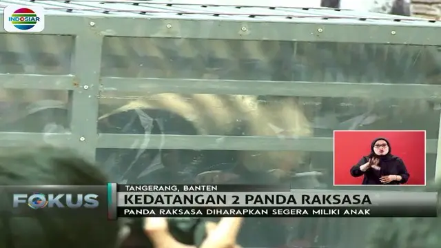 Sepasang panda ini dipinjamkan pemerintah Tiongkok kepada Indonesia setelah melalui proses perundingan panjang selama lebih dari 3 tahun.