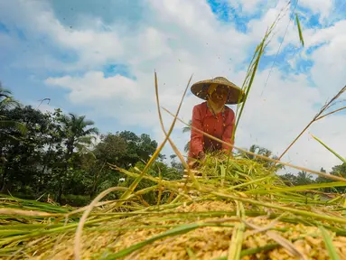 Petani merontokkan padi saat panen padi jenis Pandanwangi di Desa Sukamakmur, Bogor, Jawa Barat, Minggu (5/11/2023). (merdeka.com/Arie Basuki)