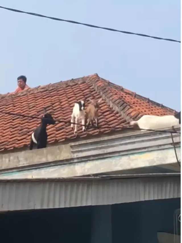 Viral Kambing Kurban Kabur ke Atap Rumah Warga, Bikin Heboh