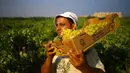 Seorang petani Palestina membawa buah anggur selama musim panen di sebuah kebun anggur di Kota Gaza (19/7). Menurut Departemen Pertanian Gaza memproduksi sekitar 8115 ton anggur setiap tahunnya. (AFP Photo/Mohammed Abed)