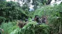 Dari lahan 2 hektare tersebut, ribuan batang pohon ganja ditemukan dari 3 ladang terpisah