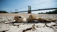 Tulang ikan terlihat di bagian kering dasar Sungai Loire di Montjean-sur-Loire, Prancis barat (24/7/2019). Gelombang panas tengah melanda sebagian besar Eropa termasuk Prancis yang akan mencetak rekor suhu terbaru di beberapa negara. (AFP Photo/Loic Venance)