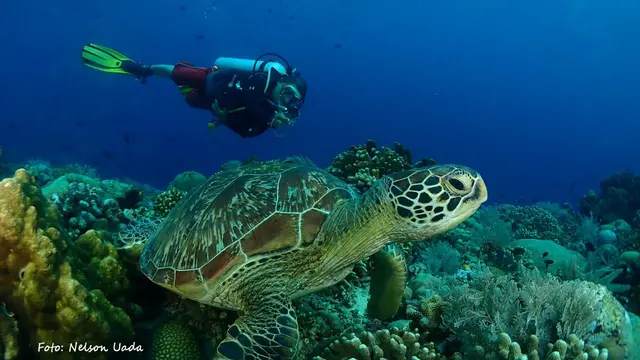 Pengunjung Wisata bawah laut bunaken saat berenang bersama penyu.