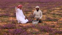 Dua pria menyiapkan teh di gurun pasir yang ditumbuhi bunga lavender di kota Rafha, dekat perbatasan dengan Irak, pada 13 Februari 2023. Hujan musim dingin yang lebih lebat dari biasanya telah membuat gurun pasir di bagian utara Arab Saudi berubah jadi padang bunga lavender, menarik wisatawan dari seluruh semenanjung Arab. (Fayez Nureldine / AFP)