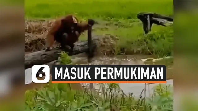 THUMBNAIL ORANG UTAN