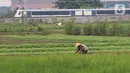 Petani menggarap sawah di kawasan Tangerang, Banten, Sabtu (19/2/2022). Menteri Pertanian Syahrul Yasin Limpo telah membangun pertanian dari peningkatan produksi dan pengembangan hilirisasi sampai pada sektor pertanian sebagai bantalan pertumbuhan ekonomi nasional. (Liputan6.com/Angga Yuniar)