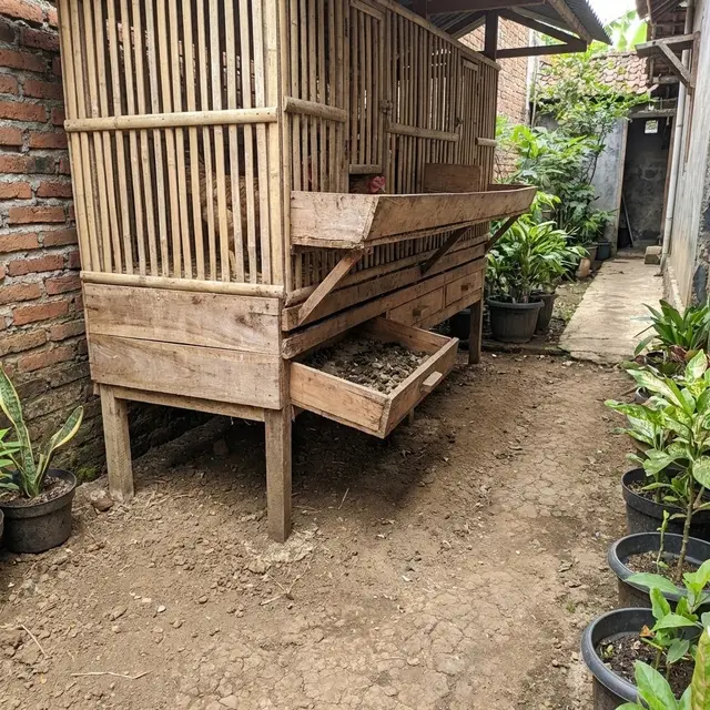 Kandang Ayam Panggung Tahan Banjir untuk Halaman Sempit
