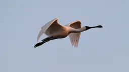 Seekor ibis sendok berwajah hitam terbang di atas sebuah taman lahan basah di Guangcun, Kota Danzhou, Provinsi Hainan, China selatan (28/12/2020). Ibis sendok berwajah hitam (Platalea minor) adalah sebuah spesies unggas dalam keluarga Threskiornithidae, yang ditemukan di Asia timur. (Xinhua/Yang Gua