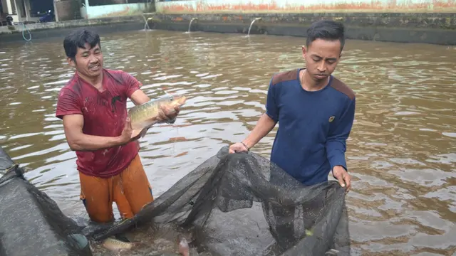Ikan dewa di kolam pembiakan. (Foto: Liputan6.com/Muhamad Ridlo)