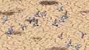 Kawanan burung merpati terbang di atas bendungan El-Haouareb yang kekeringan di dekat Kairouan, sekitar 160 km selatan Tunis, Tunisia, 13 Juli 2017. Wilayah ini mengalami kekeringan parah yang disebabkan oleh kemarau berkepanjangan. (FETHI BELAID/AFP)