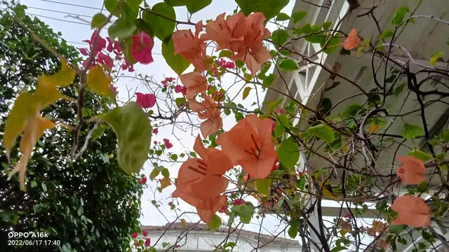 Foto dengan Oppo A16k, HDR dan Dazzle Color digunakan (Liputan6.com/Giovani Dio Prasasti)