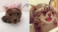 Lucunya Aksi Kucing yang Tak Takut Air
