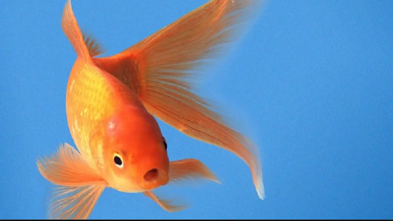 Ikan Maskoki