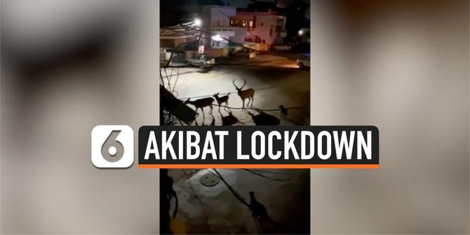 VIDEO: Karena Lockdown, Rombongan Rusa Berjalan di Tengah Kota