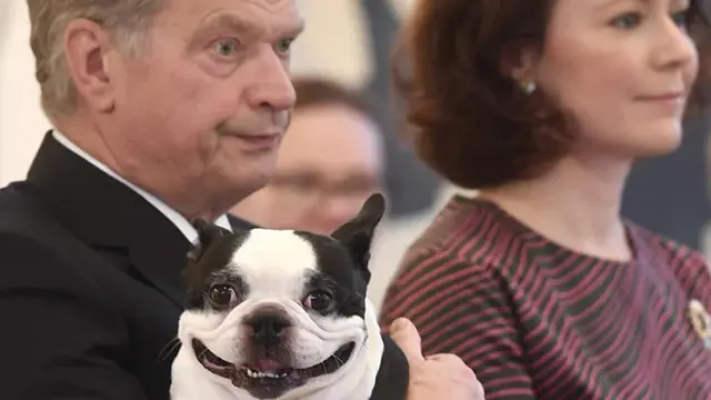 Foto Lennu yang terlihat menyeringai saat sedang dimarahi oleh majikannya, Presiden Finlandia Sauli Niinistö menjadi viral pada tahun 2017. (Foto: AP News)