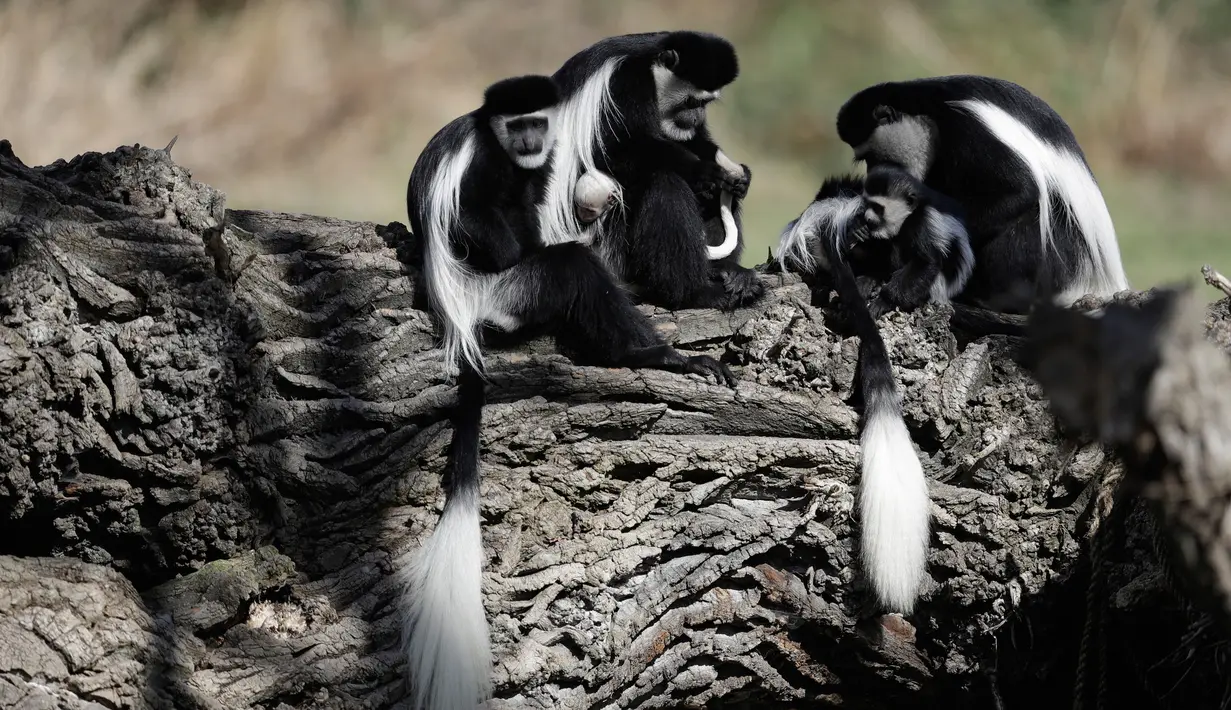 Kawanan monyet Guereza (Colobus Guereza) duduk dengan seekor bayi yang baru lahir di kebun binatang Praha, Republik Ceko, 5 April 2018. Bayi monyet yang jenis kelaminnya masih belum diketahui ini lahir pada 3 April lalu. (AP Photo/Petr David Josek)
