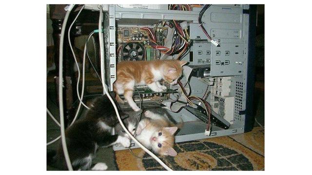 Kucing lucu (Sumber: Twitter/@twitkocheng)