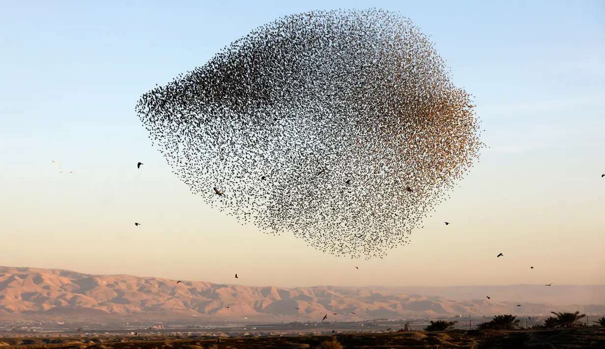 Sekawanan burung jalak eropa (Sturnus vulgaris) terbang berkelompok membentuk pola saat bermigrasi melintasi Lembah Jordan di Tepi Barat, sepanjang perbatasan dengan Yordania pada 3 Februari 2019. (MENAHEM KAHANA / AFP)