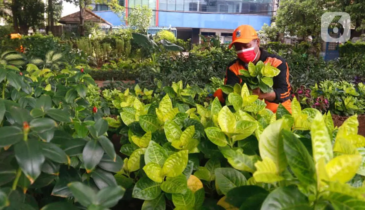 Petugas PPSU merawat tanaman di kolong flyover di Taman Bibit di Kebayoran, Jakarta, Jumat  (12/3/2021). Selain untuk mempercantik area kolong flyover, taman bibit tersebut dimanfaatkan sebagai sarana untuk bercocok tanam. (Liputan6.com/Angga Yuniar)