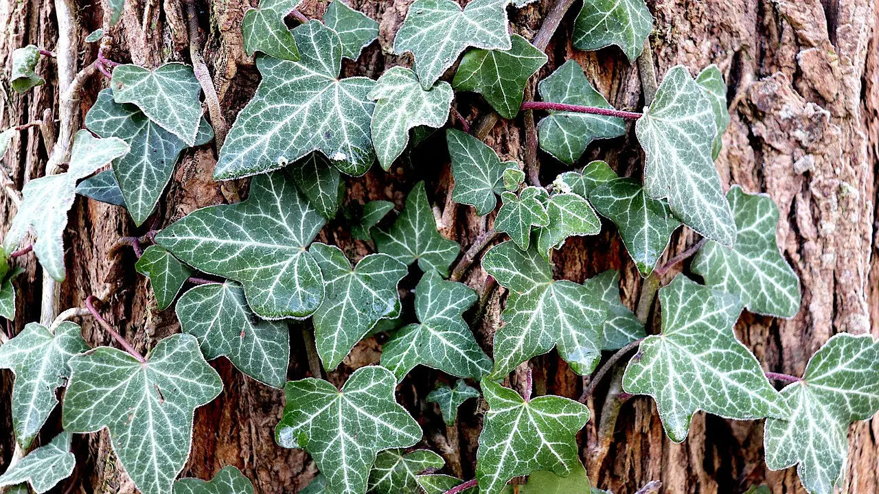 English Ivy (pixabay)