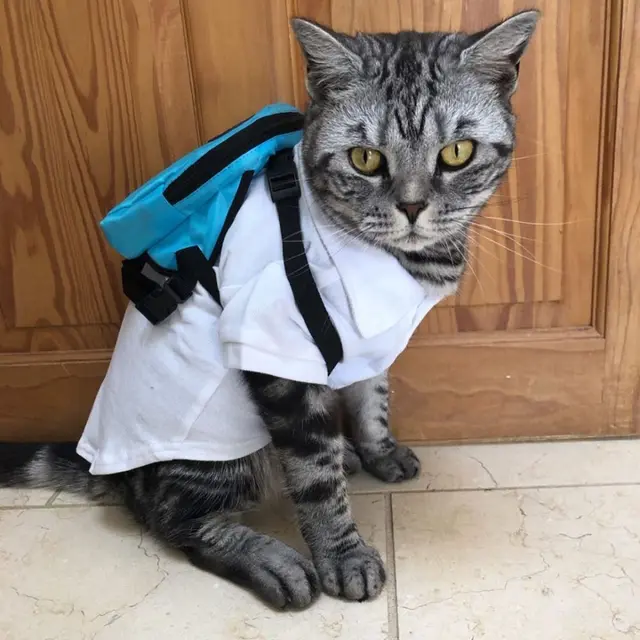 7 Potret Gemas Kalau Kucing Ikut Sekolah Ini Kocak