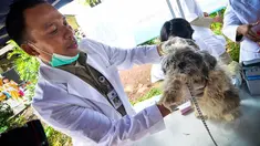 Petugas menyuntikkan vaksinasi rabies pada seekor anjing di Pesanggrahan, Jakarta, Rabu (3/9/14). (Liputan6.com/Faizal Fanani)