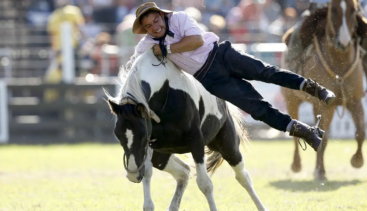 Seorang gaucho berusaha bertahan saat menunggangi kuda liar dalam perayaan Pekan Creole di Montevideo, Uruguay, (23/3). Para gauchos atau semacam koboi dari Uruguay, Argentina dan Brasil bersaing dalam kompetisi tersebut. (REUTERS/Andres Stapff)